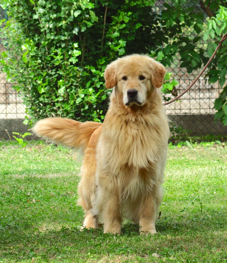 Golden Retriever Delle Grandi Ombre